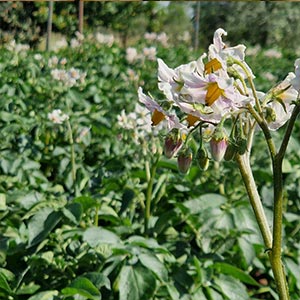 PRENOTAZIONE DELL'ORTO DI PRIMAVERA - ESTATE